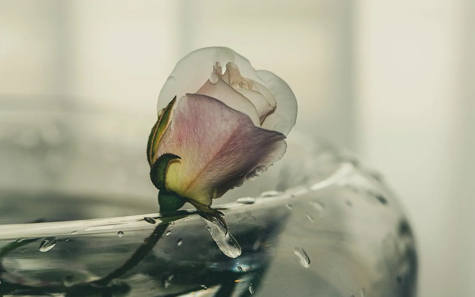 Rose, pink flower and water drops