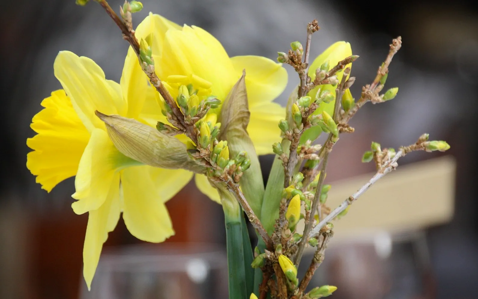 Easter, daffodil and bouquet