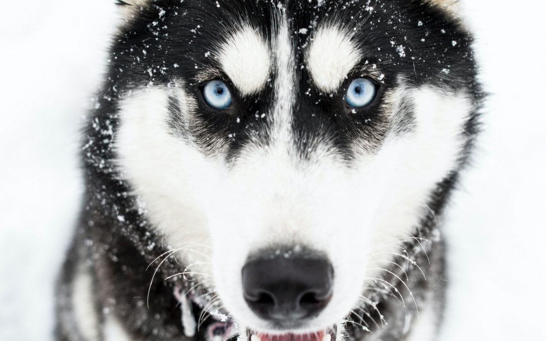Tips to Take Care of Your Huskie