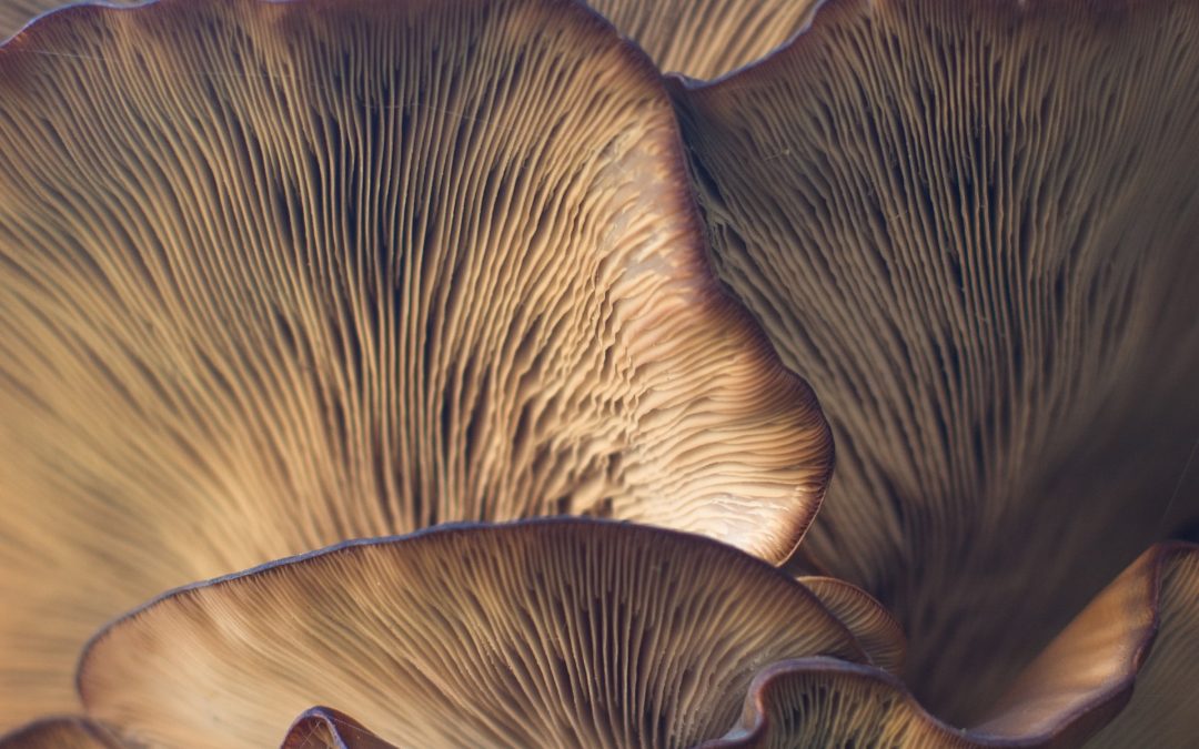 Facts About Psilocybe Cubensis Spores That You Need to Know Before Using Them!The Relation Between Psilocybe Cubensis Spores and Psilocybin: