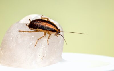 The Right Time to Call in the Pest Control Pros