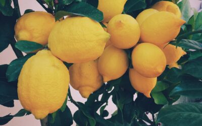 Citrus Bliss: A Beginner’s Guide to Growing Your Own Citrus Trees